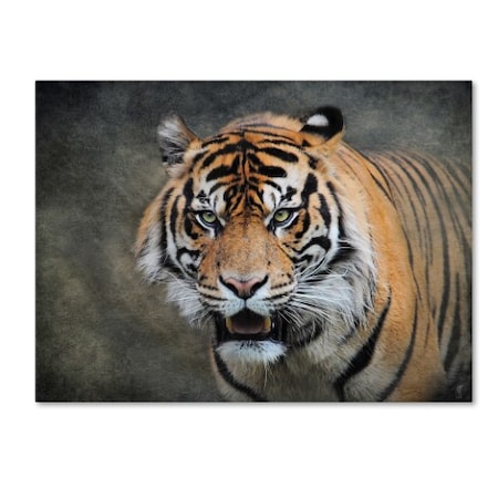Jai Johnson 'Bengal Tiger' Canvas Art,18x24